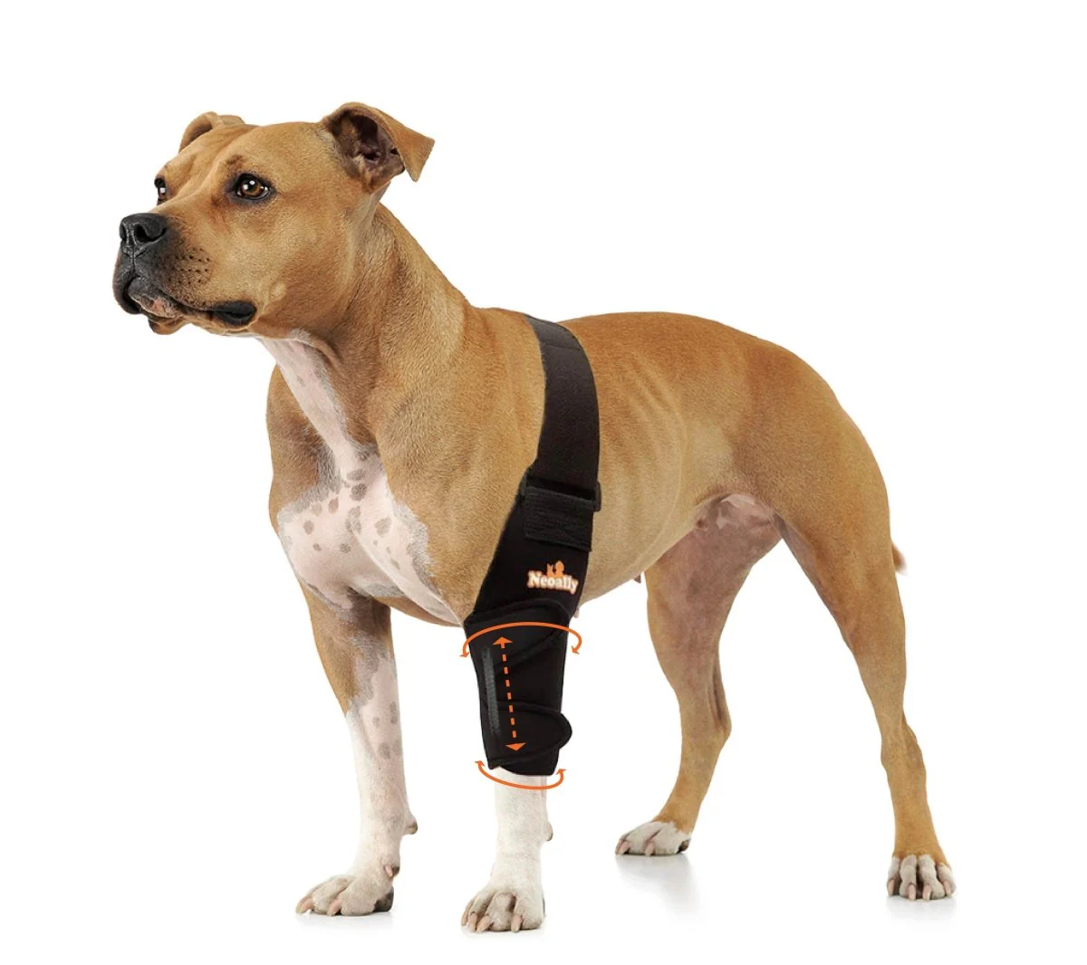 Dog Front Leg Braces